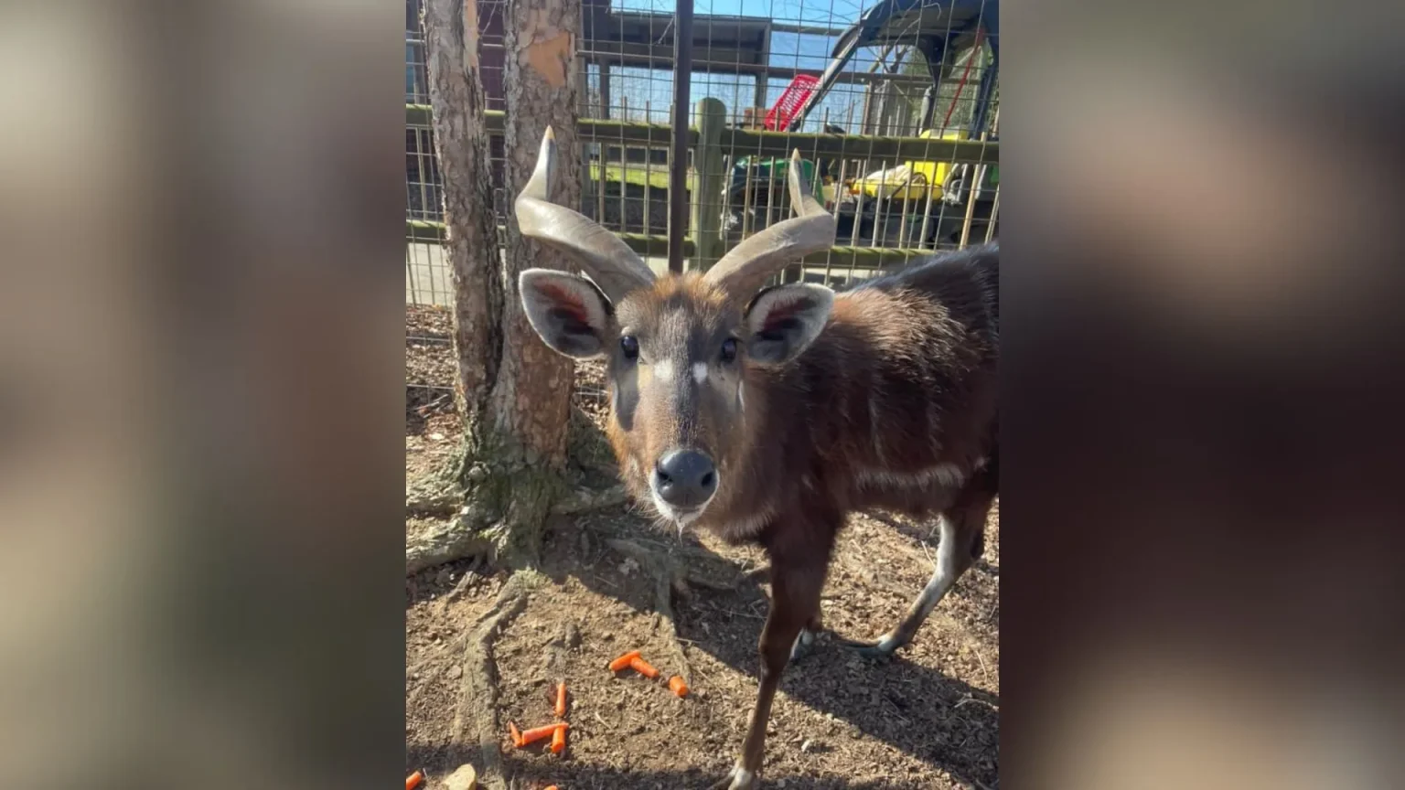 An antelope at a Tennessee zoo met a tragic end after choking on a plastic snack pouch cap