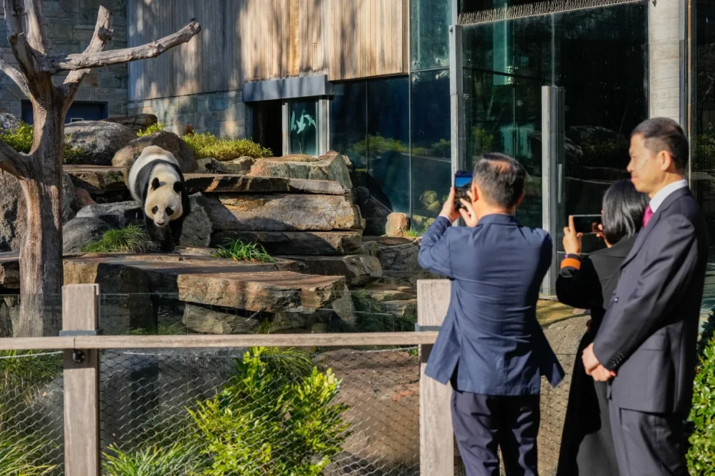 China pledges to send Australia a pair of pandas as relations between the two countries improve