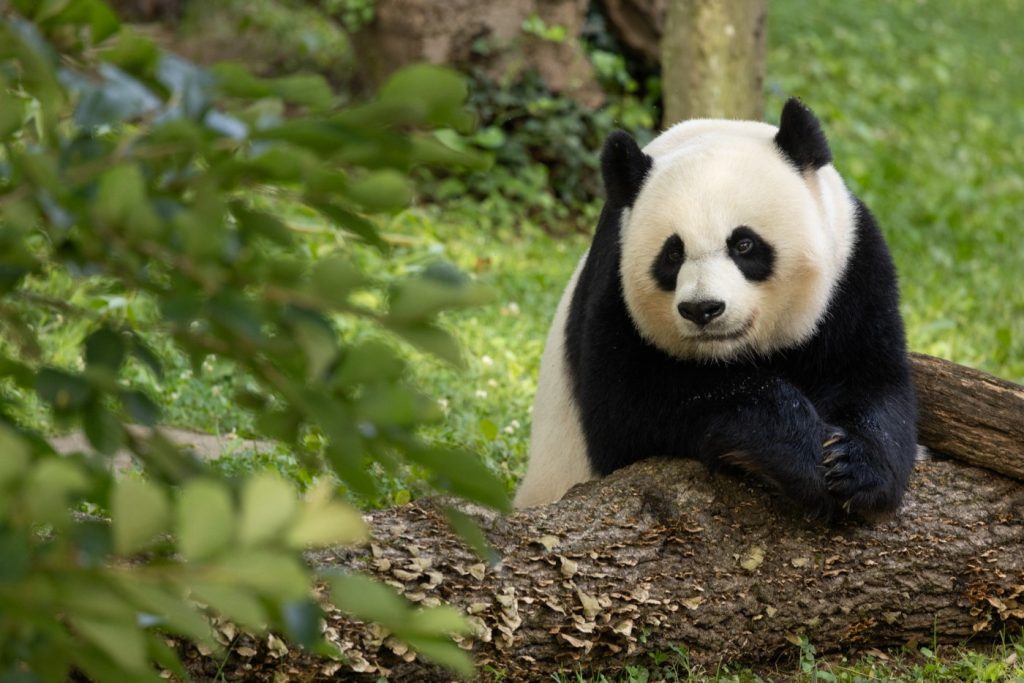 Pandas from China, the first to arrive in the U.S. in over 20 years, are currently en route