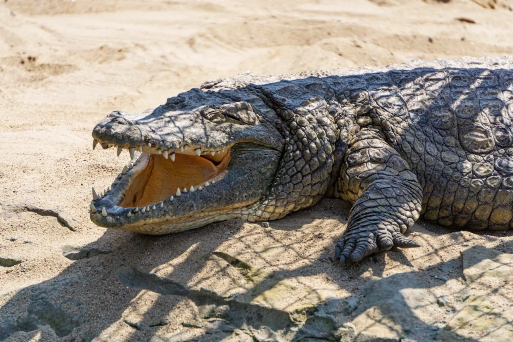 Australian rangers have shot and killed a 14-foot crocodile that fatally attacked a girl while she was swimming in a creek Australian rangers have shot and killed a 14-foot crocodile that fatally attacked a girl while she was swimming in a creek
