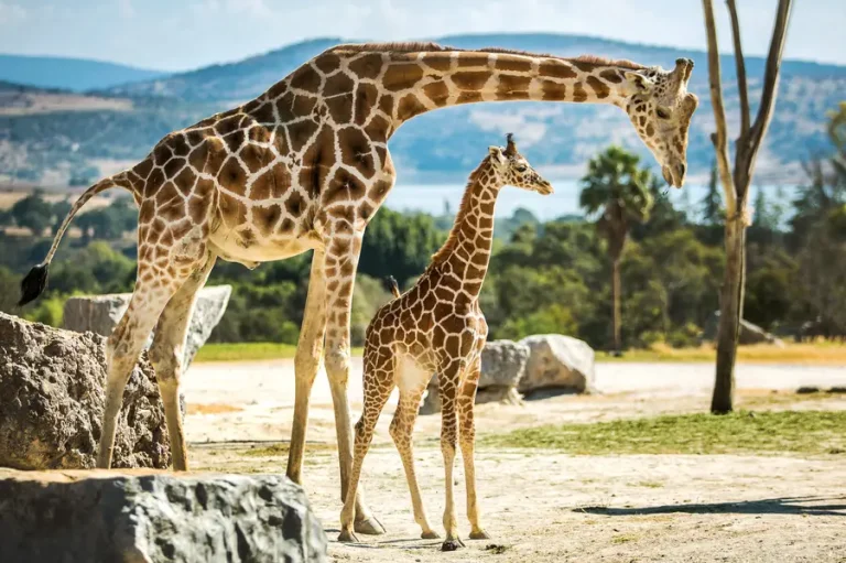 giraffes