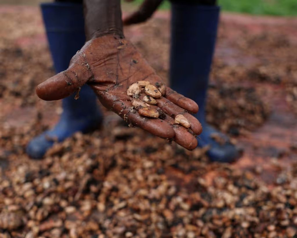EU’s ‘chocolate crisis’ deepens as climate woes grow, experts warn