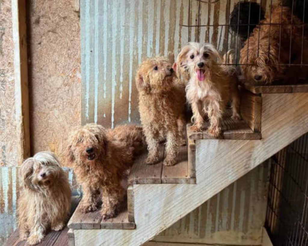 Over 100 Dogs Rescued from Suspected Puppy Mill in North Carolina Over 100 Dogs Rescued from Suspected Puppy Mill in North Carolina