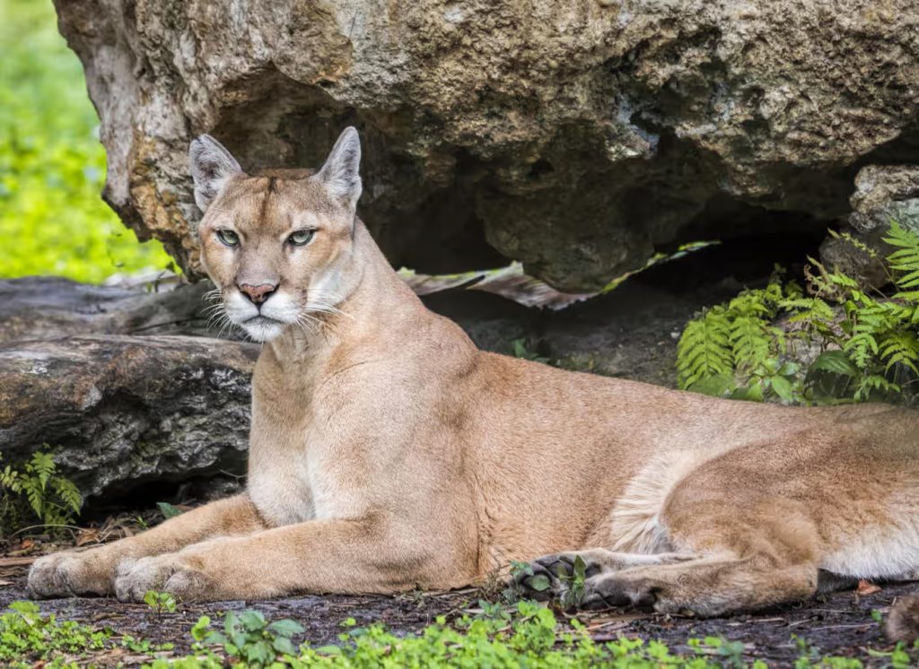 Native American Tribe Takes Action to Protect Florida’s Natural Ecosystems