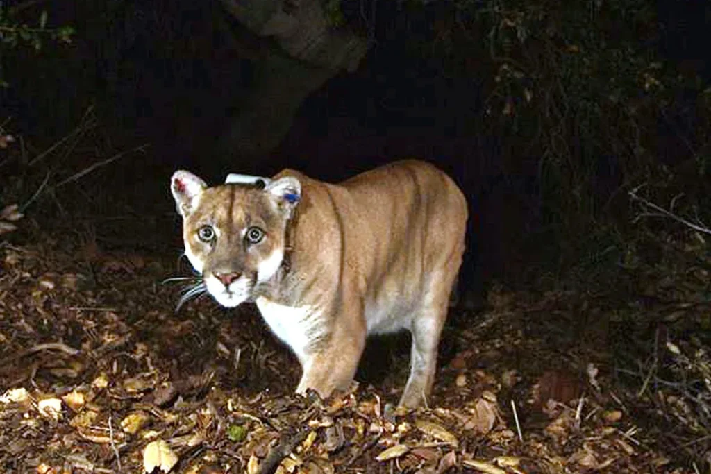 Authorities in Colorado Investigate Possible Mountain Lion Attack After Woman Found Dead Near Trail